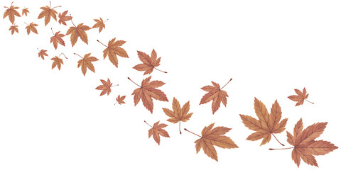 Autumn maple leaves swirling in a gentle breeze