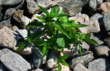 Deadnettle, among stone, pebbles, arid climate. close up of Lamium orvala nettle plant. Alternative medicine, dead nettle used for conditions such as eczema, sore throat, abnormally heavy bleeding