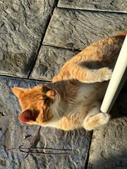 the squirrel in the wood