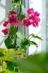 Flowering bougainvillea on the window in the interior. Potted plant, gardening at home. Air purifying house plants in home. Tropical flowers, cultivation. Exoticism