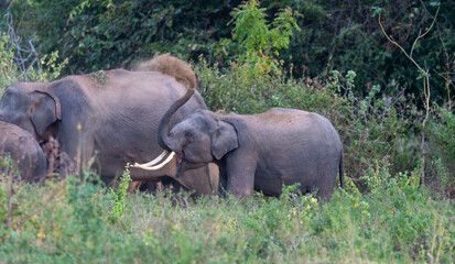 Obraz premium The tiniest tusker in the biggest family