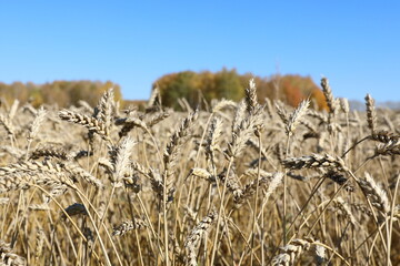 Wheat in a field against a blue sky background