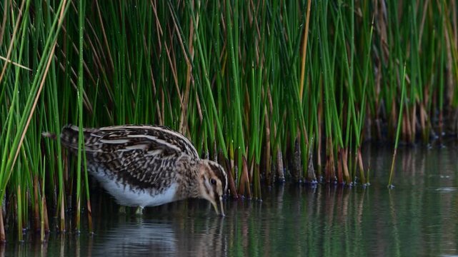 Bekassine // Common snipe (Gallinago gallinago)