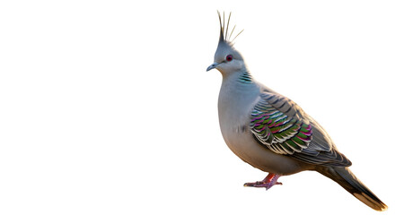 Crested pigeon isolated on white a native Australian bird with a distinctive crest perfect for wildlife and ornithology projects