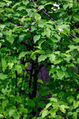 Branches of a green bush in warm summer weather