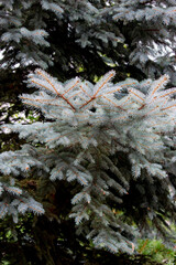 A close-up of a fragment of a coniferous tree and its branches