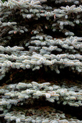 A close-up of a fragment of a coniferous tree and its branches