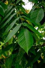 Close-up of green tree branches and leaves