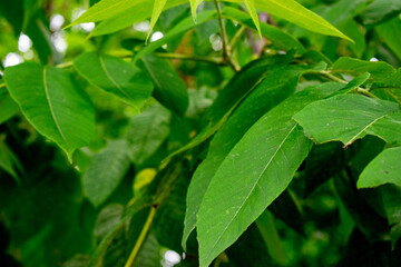 Close-up of green tree branches and leaves