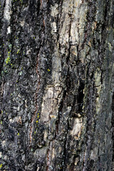 Close-up of the bark of a large tree