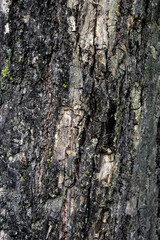 Close-up of the bark of a large tree