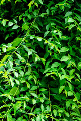 Close-up of green tree branches and leaves