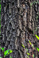 Close-up of the bark of a large tree