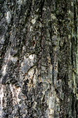 Close-up of the bark of a large tree