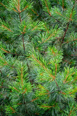 A close-up of a fragment of a coniferous tree and its branches