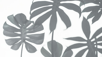 Monstera leaves casting shadows on a white background, creating a natural pattern