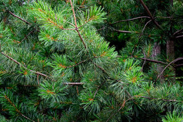 A close-up of a fragment of a coniferous tree and its branches