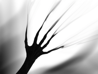 Shadow overlay effect for halloween background with Terrifying scary hands with long nails,Creepy monster claw,silhouette of hands,zombie hand rising out of a graveyard