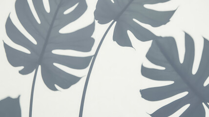 Silhouetted tropical monstera leaves casting shadows on a light, neutral background