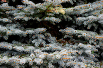 A close-up of a fragment of a coniferous tree and its branches