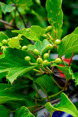 Close-up of green tree branches and leaves