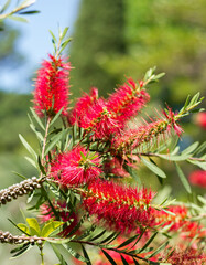 Callistemon Citrinus flowers in Sochi park