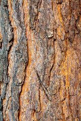 Close-up of the bark of a large tree