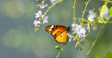 Plain Tiger (Danaus chrysippus) Butterfly Nectaring on Blossoms with Copy Space, Peaceful Nature Banner Background