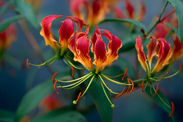 Red-orange Flame Lily blooms with soft studio lighting. Vibrant floral for cards, decor, and product photography.