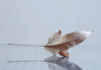  A minimalist still life with a seashell and a dried, long-stemmed leaf on a glass-topped table. Soft, selective focus. Space for your text.