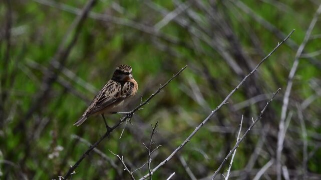 Whinchat - female // Braunkehlchen - Weibchen (Saxicola rubetra)