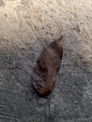 Dry Brown Leaf on Rough Ground