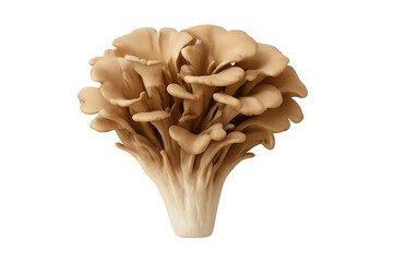 Beige mushroom cluster with frilly, layered caps and thick base