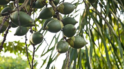 Bunch of areca nut or betel nut is the fruit of the areca palm tree.