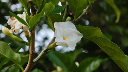 White Gardenia or Cape Jasmine Flower.