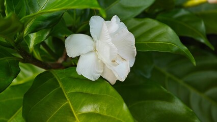 Obraz premium White Gardenia or Cape Jasmine Flower.