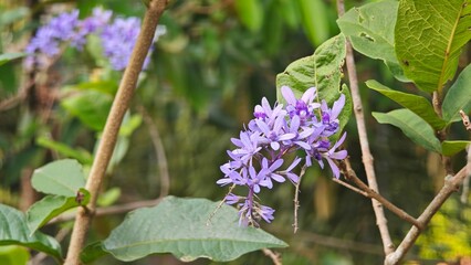 Purple wreath or Sandpaper vine. Purple flower.