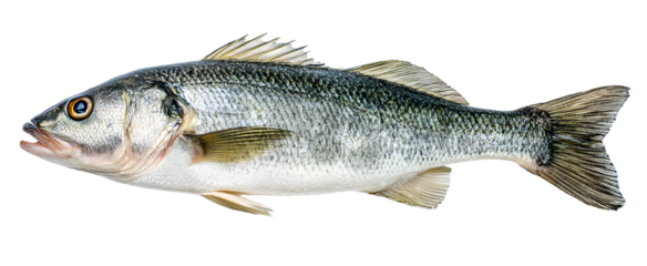 Tasty fresh seabass fish on white background