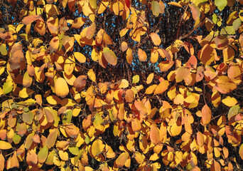 A close-up of a Spiraea vanhouttei bush, or Spiraea media, with a background of yellow and red leaves. Autumn garden concept.