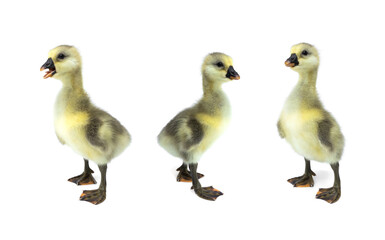 Newborn Shi Tou grey Goose. Collection set Three Cute little Goslings isolated on white background.