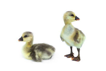 Newborn Shi Tou grey Goose. Two Cute little Goslings standing and sitting isolated on white background.