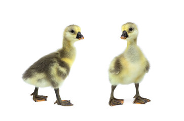 Newborn Shi Tou grey Goose. Two Cute little Goslings isolated on white background.