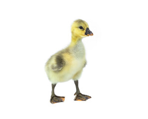 Newborn Shi Tou grey Goose. Cute little Gosling isolated on white background.