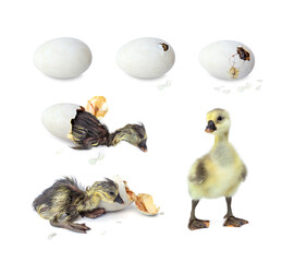 Hatching Process of Newborn Shi Tou grey Goose. Gosling that has hatched completely from egg isolated on white background.