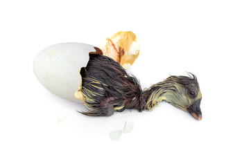 Newborn Shi Tou grey Goose. Little wet feathers newly gosling is hatching from egg isolated on white background.