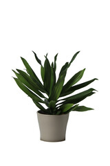 Houseplant in a pot. Houseplant isolated on white background. Young plant
