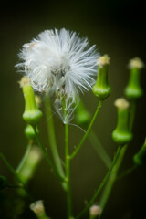 ダンドボロギクの綿毛
