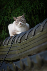 塀の上に座る野良ネコ
