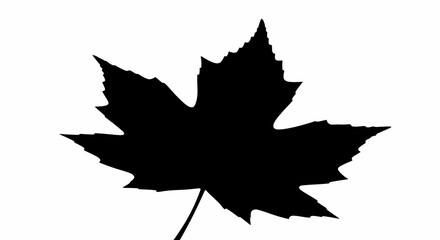 Maple leaf silhouette with transparent background