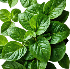 Close-up of glossy, vibrant green basil leaves